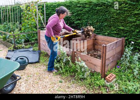Woman working in garden moving compost between bins. Stock Photo