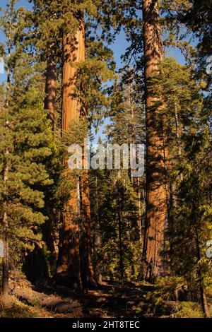 Autumnal natural landscape from Yosemite National Park, California, United States Stock Photo