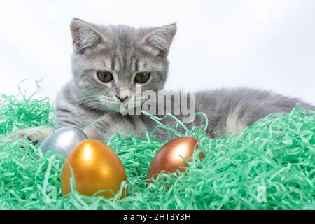 Little gray kitten lying on a paper straw and playing with Easter eggs. Hunt Easter eggs concept. Easter with pets concept Stock Photo