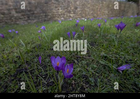 Woodland Crocus (Crocus tommasinianus) in Lancashire, UK Stock Photo