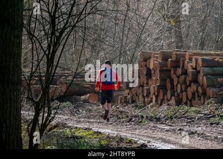 a jogger running through woodland passes a stack of recently felled pine tree trunks ready for collection Stock Photo