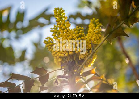 yellow flowers on a branch. Mahonia japonica. Japanese mahonia in sunny day. Stock Photo