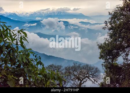 Landscape of forest in the Himalayas in morning mist, Darjeeling District, West Bengal, India Stock Photo