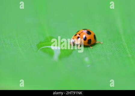Closeup of ladybug drinking water from water droplets on leaf Stock Photo