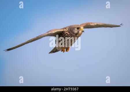 Female  Kestrel in flight with a blue sky back ground. Stock Photo