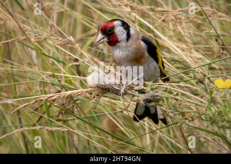 Goldfinch eating seeds in long dry grass from Elmey nature reserve. Stock Photo