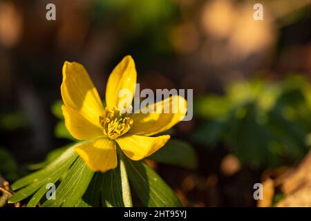 winter aconite flower in early spring Stock Photo