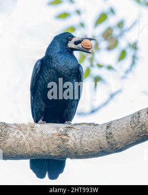 Crow with a walnut on a tree trying to break it Stock Photo