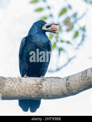 Crow with a Walnut on a tree Stock Photo