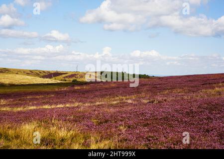 Kex Gill Moor looking across towards Blubberhouses Quarry, North Yorkshire Stock Photo