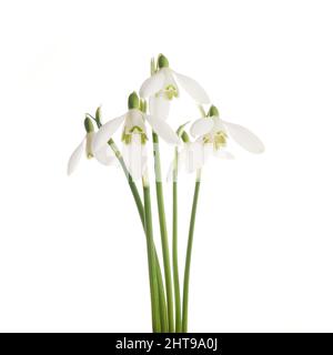 White Snowdrop flowers isolated on white background Stock Photo