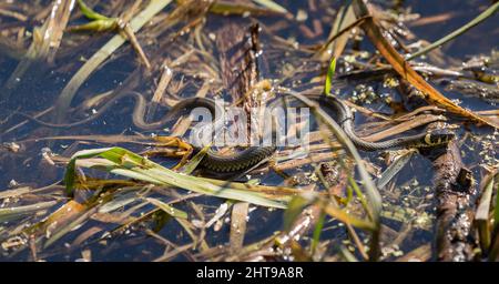 Close-up shot of a grass snake crawling over floating plants in the water on sunny day Stock Photo