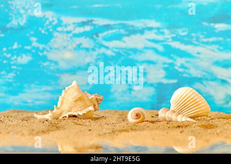 Various types of sea shells lie on the sand. Close-up photo. has a place for your inscriptions Stock Photo