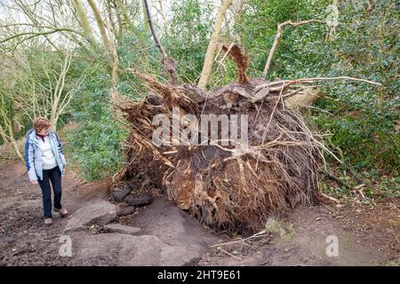 Woman looking at the roots of a uprooted tree blown down in the winter gales and storms  of 2022 Stock Photo
