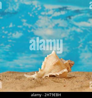 The seashell lies on the sand. Close-up photo has a place for your inscriptions Stock Photo