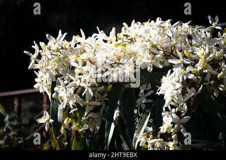 White clematis armandii in bloom, dark background in Grasse Stock Photo