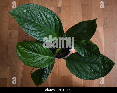 Monstera pinnatipartita, rare house plant with textured green leaves. The leaves are green, isolated on a brown wood background. Taken from above. Stock Photo
