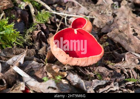 Scarlet elf cup (Sarcoscypha austriaca), a fungus of late winter and early spring Stock Photo