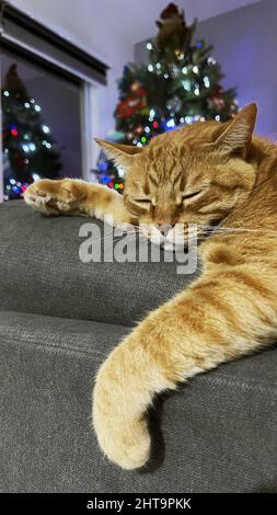 Vertical shot of a cat sleeping on the back of a couch Stock Photo