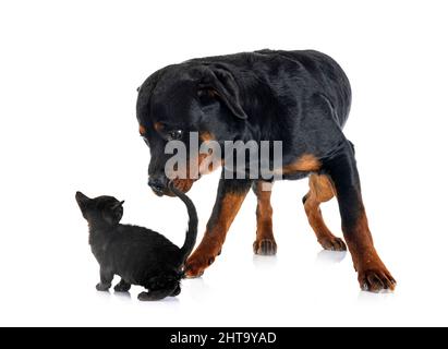 purebred rottweiler and kitten  in front of white background Stock Photo