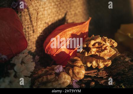 Closeup shot of  eco composition of walnut kernels and alkekengi with flowers on the bark with moss Stock Photo
