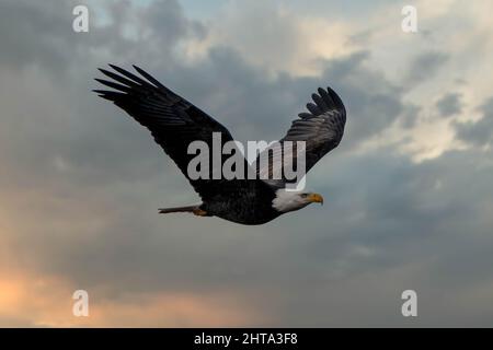 An majestic bald eagle flying high in the sky Stock Photo