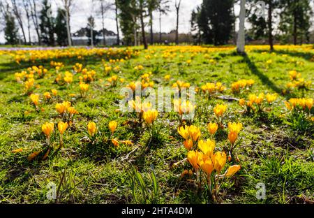 Yellow crocus x luteus 'Golden Yellow' crocuses in flower en masse on a sunny day at RHS Garden, Wisley, Surrey, south-east England in winter Stock Photo