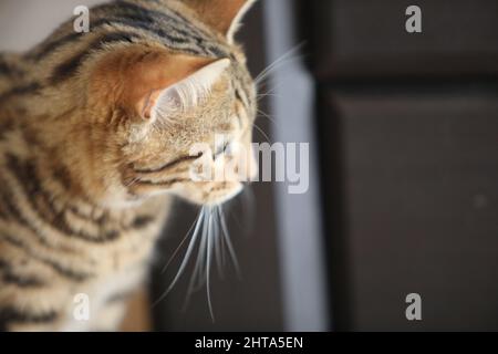 Beautiful bengal cat looking at camera High quality Stock Photo