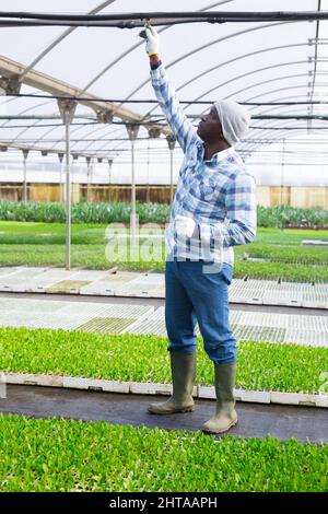 African american man opens a faucet for watering flowers from above in greenhouse Stock Photo