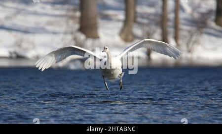 Young mute swan Cygnus olor takes off from a blue lake in winter Stock Photo