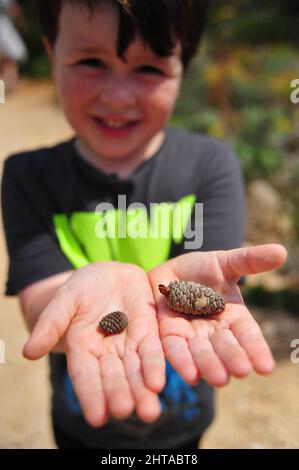 Shallow focus shot of a Caucasian kid collecting pine cones on his hands Stock Photo