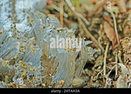 Macro Picture of Ice Crystals Exuding out of a Ground Spring in Winter in the Great Smoky Mountains in North Carolina