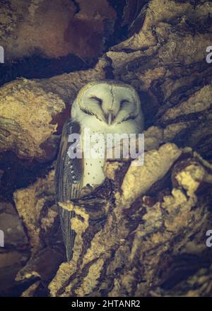 Vertical closeup shot of a beautiful barn owl standing on a broken tree trunk Stock Photo