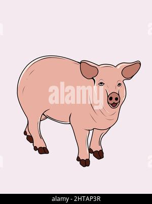 illustration vector adult pig on white background Stock Vector