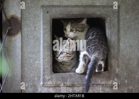 Closeup shot of two cute little stray cats outdoors Stock Photo