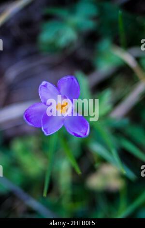 Vertical shot of a blurred violet crocus flower with opened petals Stock Photo