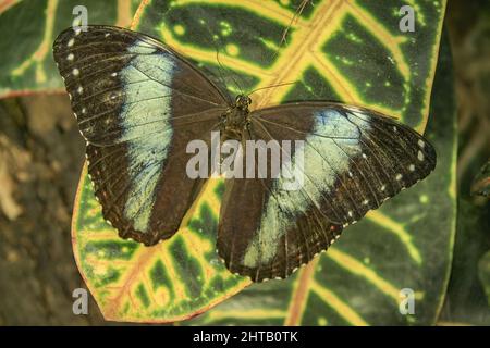 Closeup of a blue banded morpho butterfly showing the dorsal pattern of its wings Stock Photo