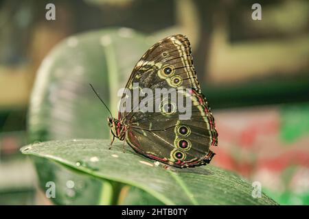 Closeup of a blue banded morpho butterfly showing the underside pattern of its wings Stock Photo