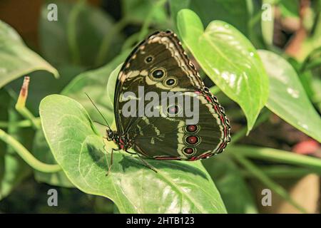 Closeup of a blue banded morpho butterfly showing the underside pattern of its wings Stock Photo