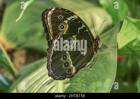 Closeup of a blue banded morpho butterfly showing the underside pattern of its wings Stock Photo