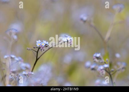 Beautiful fresh Forget-me-not flowers in a garden Stock Photo