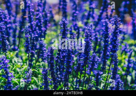 Real beauty nature photo background. Lamiaceae, Lavender field herb flower plant. Blue violet lilac color tone in stock. Tubular calyx corolla Stock Photo