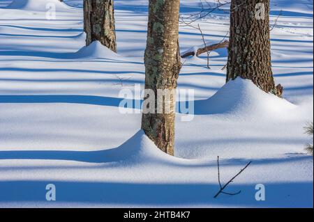 Snow drift at the base of tree trunks after a snow storm. Long forest shadows on the snow cover. Sandy Pond Trail, Lincoln, Massachusetts Stock Photo