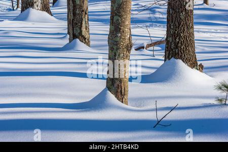 Snow drift at the base of tree trunks after a snow storm. Long forest shadows on the snow cover. Sandy Pond Trail, Lincoln, Massachusetts Stock Photo