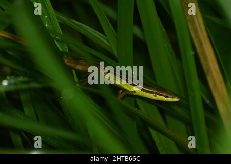 An Asian grass lizard hiding among green grass. Takydromus sexlineatus Stock Photo