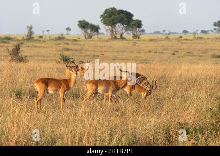 Herd of Ugandan Kobs (Kobus thomasi) pasturing at Murchison Falls National Park in Uganda Stock Photo