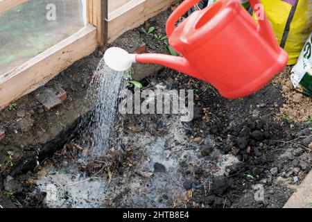 Close up gardener spraying water on row of green plants in spring from red watering-can. Gardening, growing plants, horticulture, caring for greenery Stock Photo