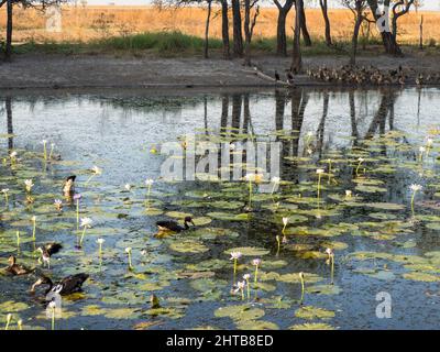 Magpie Geese and a Comb-Crested Jacana amongst the waterlily at Marlgu Billabong with a flock of Plumed Whistling Ducks on the bank. Stock Photo