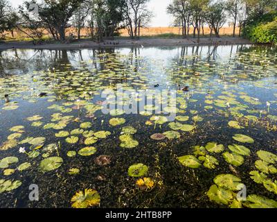 Magpie Geese and a Comb-Crested Jacana amongst the waterlily at Marlgu Billabong with a flock of Plumed Whistling Ducks on the bank. Stock Photo