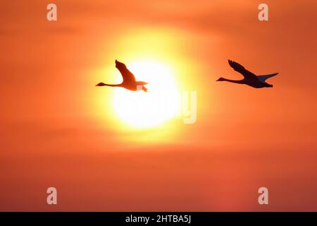 WEIHAI, CHINA - FEBRUARY 28, 2022 - Whooper swans fly in Rongcheng Whooper National Nature Reserve in Weihai, East China's Shandong Province, Feb 28, Stock Photo